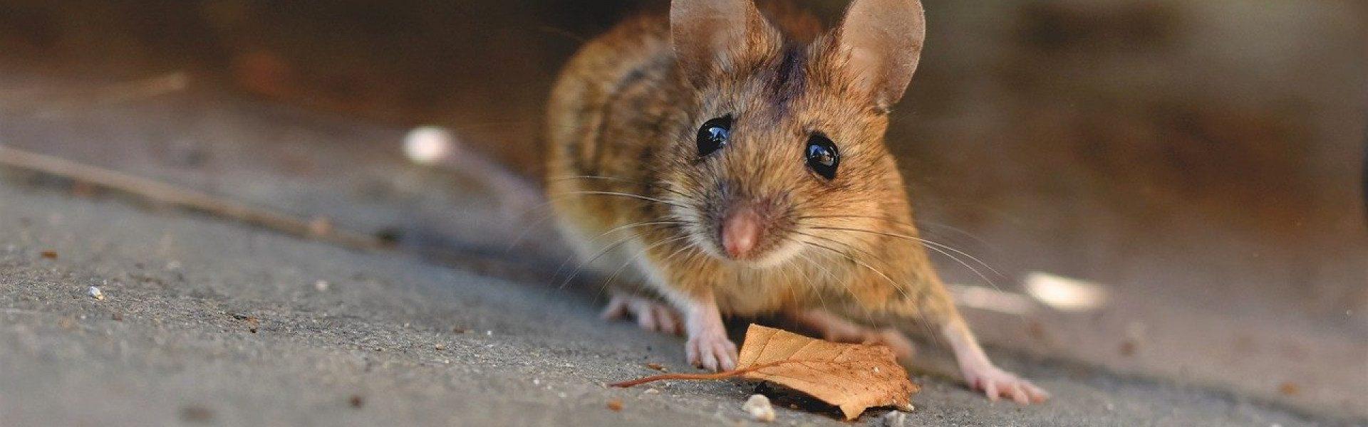 L'extermination de rats et souris en milieu urbain : une priorité pour les collectivités !