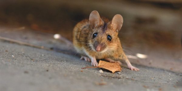 L'extermination de rats et souris en milieu urbain : une priorité pour les collectivités !